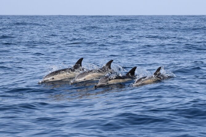 Bonadea II Ecological Whale Watching, 2 hours - Small Boat Meets Protected Water: Why Bonadea II Feels Different