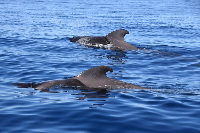 Bonadea II Ecological Whale Watching, 2 hours - Where You Go: ZEC Teno-Rasca and What You’re Really Visiting