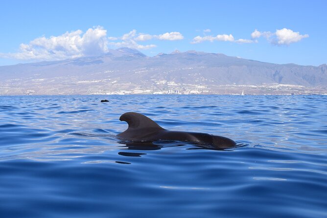 Bonadea II Ecological Whale Watching, 2 hours - Sergio’s Approach: Respectful Watching Without the Performance