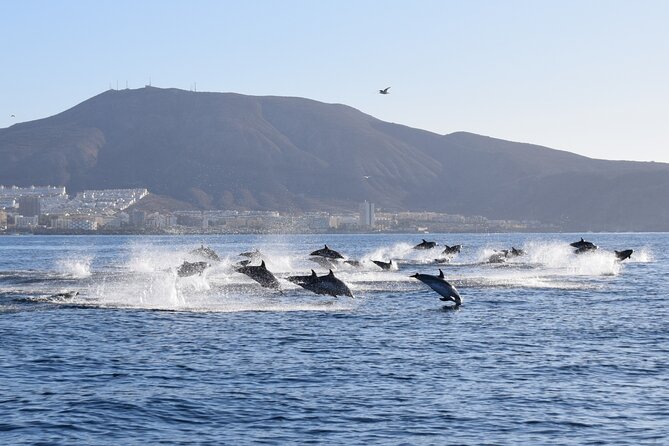 Bonadea II Ecological Whale Watching, 2 hours - What You Might See: Pilot Whales, Dolphins, and Sea Turtles