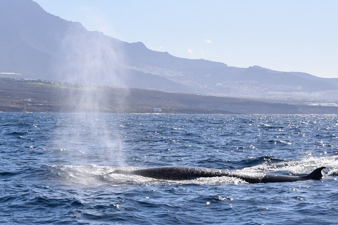 Bonadea II Ecological Whale Watching, 2 hours - Comfort and Practical Limits on Bonadea II
