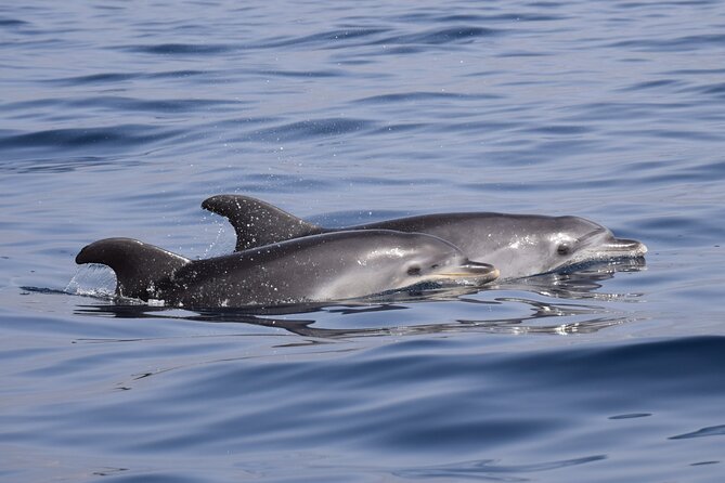 Bonadea II Ecological Whale Watching, 2 hours - Price and Value: Is $78.64 Worth It?