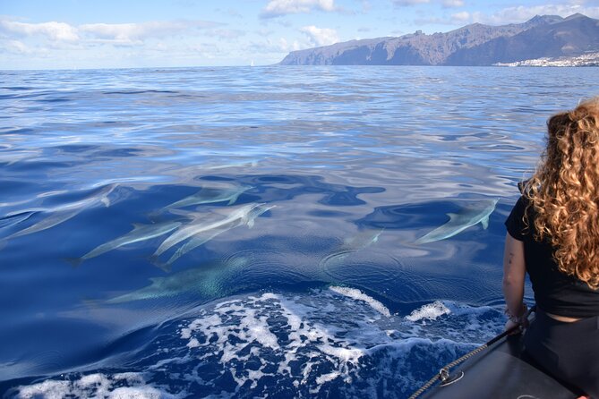 Bonadea II Ecological Whale Watching, 2 hours - Weather, Reliability, and the Simple Reality of Whale Watching