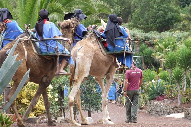 Camel Riding Tour at El Tanque, Tenerife - Key Things to Know Before You Go