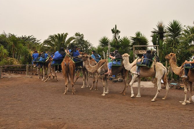 Camel Riding Tour at El Tanque, Tenerife - What the 20-Minute Camel Ride Actually Gives You