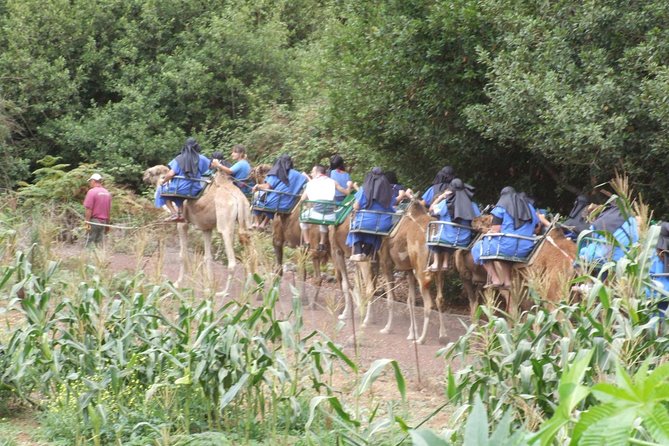 Camel Riding Tour at El Tanque, Tenerife - Price and Value: Is $18.07 Worth It?