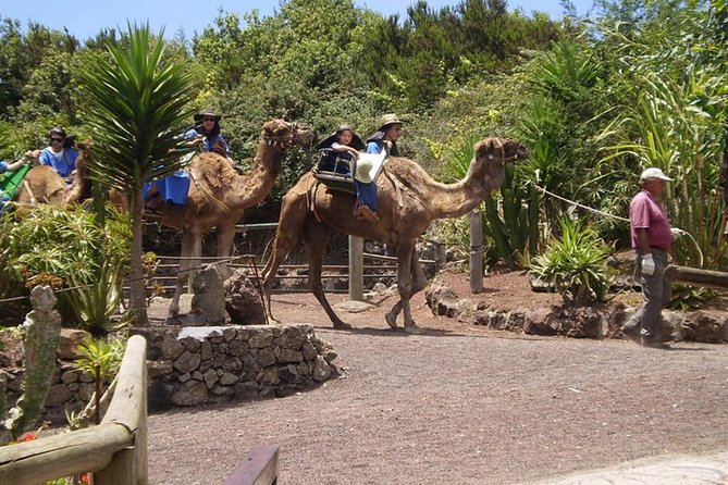 Camel Riding Tour at El Tanque, Tenerife - Should You Book the El Tanque Camel Ride?
