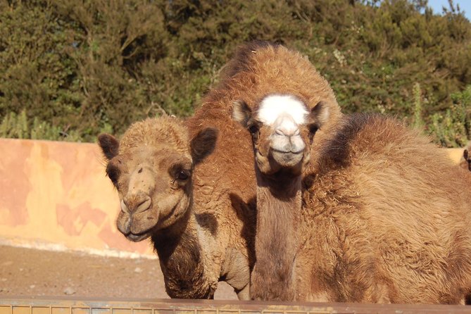 Camel Riding Tour at El Tanque, Tenerife - Farmland Trails and Animal Spotting Around La Rambla de Castro