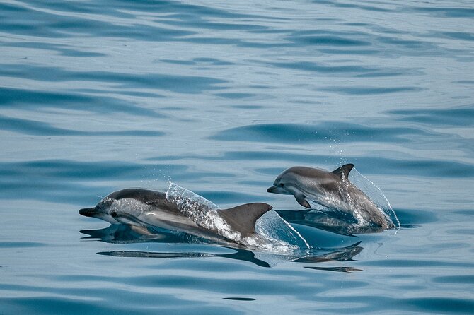 CATAMARAN OCEAN CRUISE TOUR, Food & Drinks included! - Food and drinks included: tapas, fruit, and real “lunch” energy