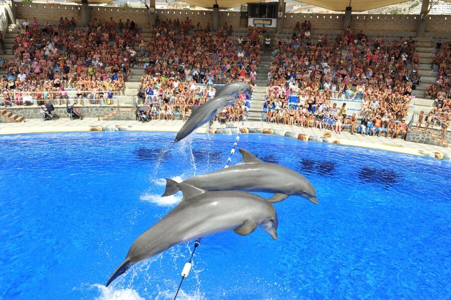 Costa Adeje: Aqualand Water Park Ticket with Dolphin Show - Costa Adeje’s Aqualand layout: why it works for families