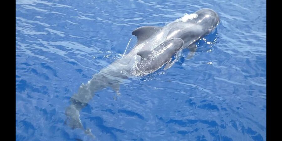 Costa Adeje: Whale and Dolphin Cruise with Food and Pickup - Costa Adeje to Puerto Colón: why this cruise makes sense