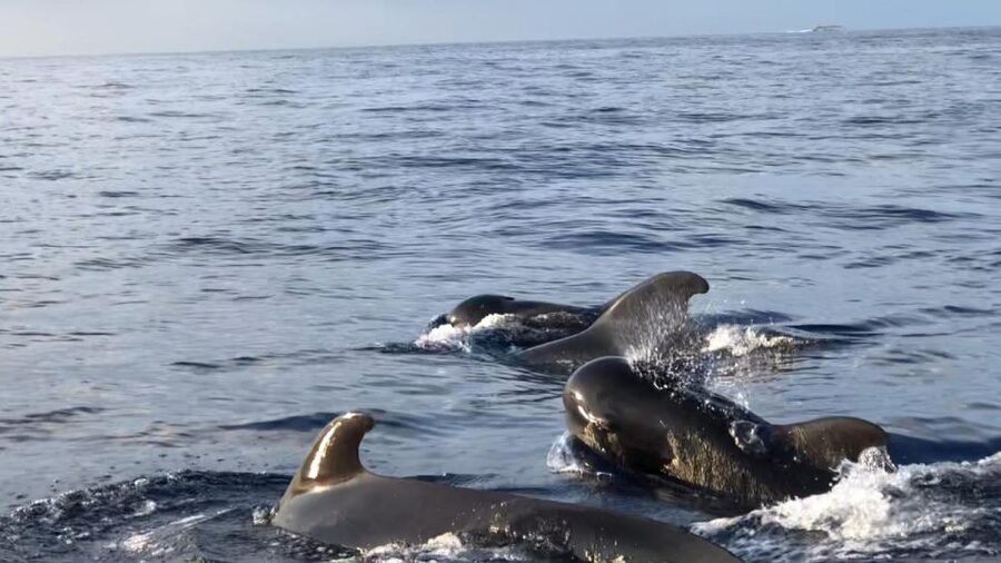 Costa Adeje: Whale and Dolphin Cruise with Food and Pickup - Pickup and meeting point: making it painless