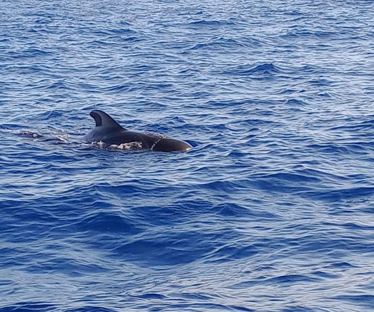 Costa Adeje: Whale and Dolphin-Watching Boat Excursion - Key things that make this trip work