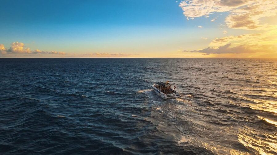 Costa Adeje: Whale and Dolphin-Watching Boat Excursion - What you might see: dolphins, pilot whales, turtles, and more