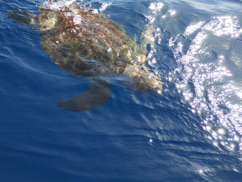 Costa Adeje: Whale and Dolphin-Watching Boat Excursion - Price and value: how €35 can feel like good value