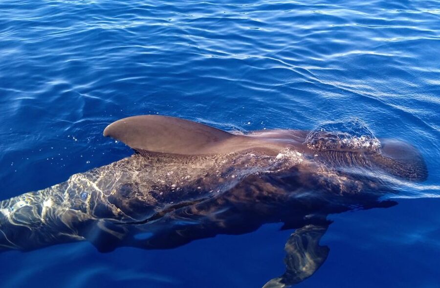 Costa Adeje: Whale and Dolphin-Watching Boat Excursion - Who this tour suits best (and who might not love it)