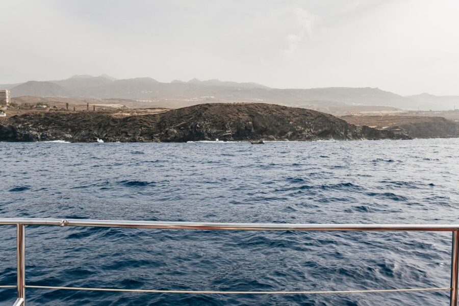 Costa Adeje: Whale & Dolphin Eco-Cruise with Snacks & Drinks - The Swim Stop in Atlantic Water: When to Wear What, and What to Expect