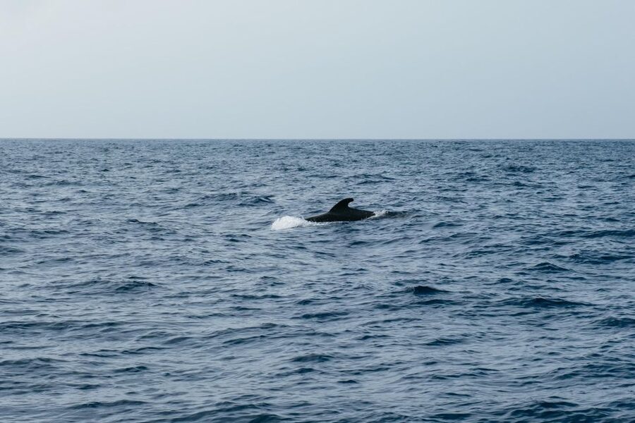 Costa Adeje: Whale & Dolphin Eco-Cruise with Snacks & Drinks - 3 Hours vs 5 Hours: Sandwiches Only or Los Gigantes and Masca Beach