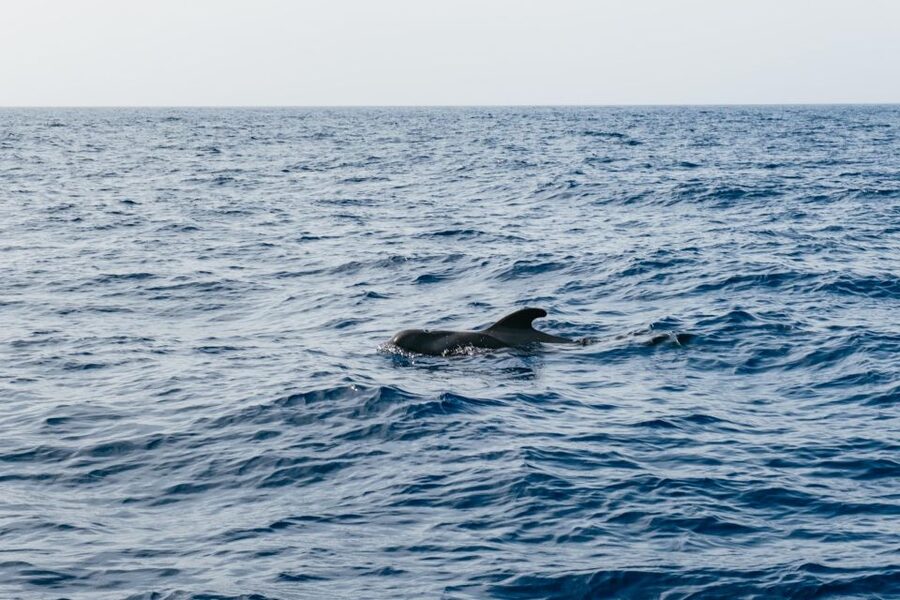 Costa Adeje: Whale & Dolphin Eco-Cruise with Snacks & Drinks - Price and Value: Is This $52 Dolphin-and-Whale Cruise a Smart Buy?