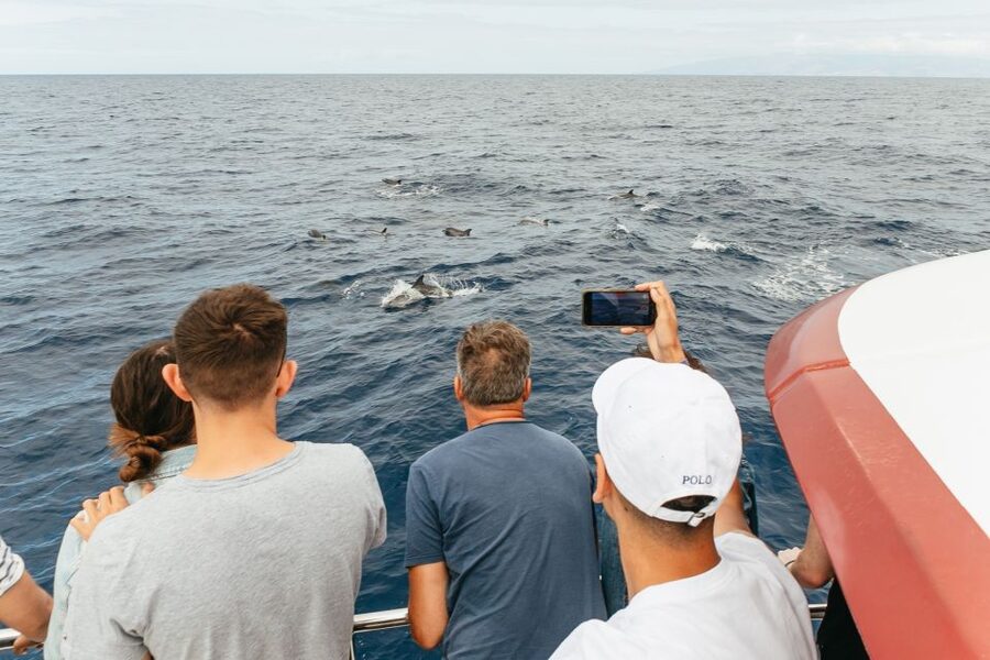 Costa Adeje: Whale & Dolphin Submarine Vision Mini Cruise - Who this mini cruise suits best