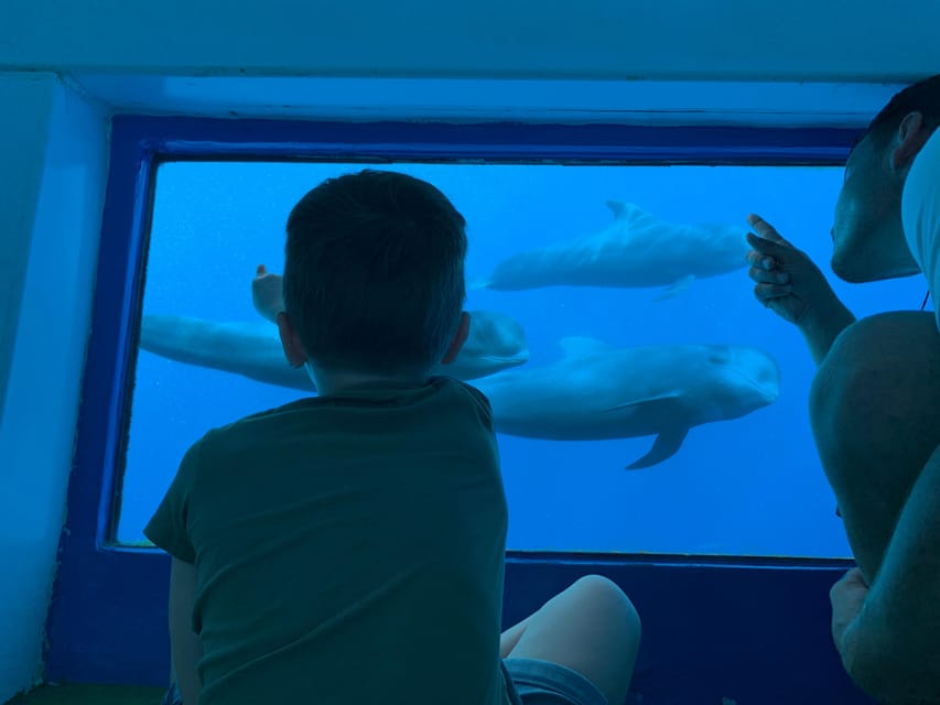Costa Adeje: Whale & Dolphin Submarine Vision Mini Cruise - Getting to the Royal Delfin and finding your best spot fast