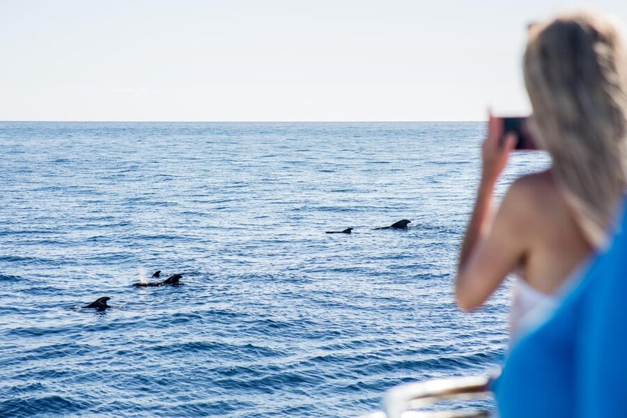 Costa Adeje: Whale & Dolphin Submarine Vision Mini Cruise - What the guide does during the cruise (and how to use it)
