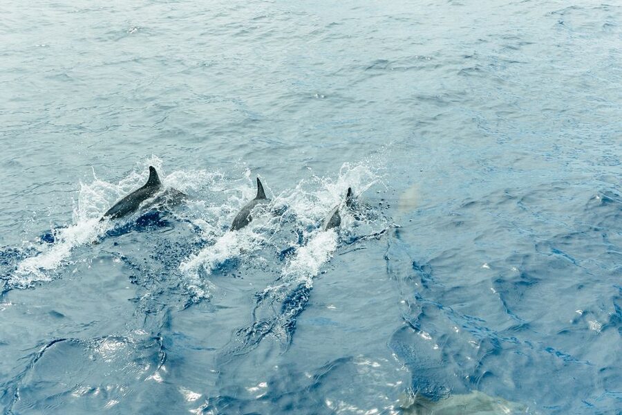 Costa Adeje: Whale & Dolphin Submarine Vision Mini Cruise - The photo stop: quick, but good for capturing the moment