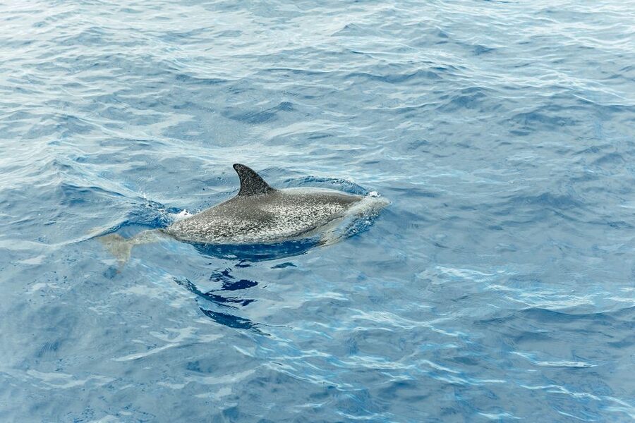 Costa Adeje: Whale & Dolphin Submarine Vision Mini Cruise - Sustainable watching: why “how” matters as much as “what”