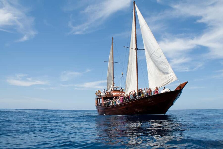 Costa Adeje: Whale & Dolphin Watching Cruise with Swim - Who this whale and dolphin cruise suits best