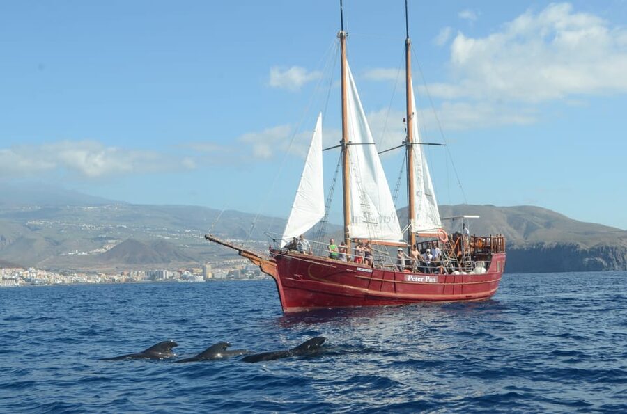 Costa Adeje: Whale & Dolphin Watching Cruise with Swim - The swim stop: short, refreshing, and captain-dependent