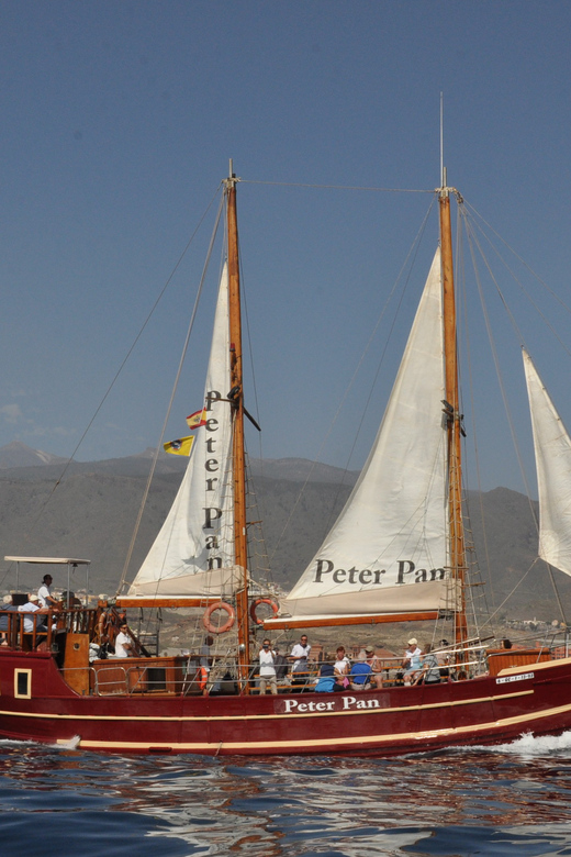 Costa Adeje: Whale & Dolphin Watching Cruise with Swim - Crew, sustainability rules, and the Blue Flag permit