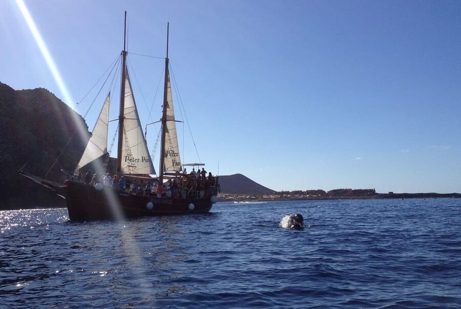 Costa Adeje: Whale & Dolphin Watching Cruise with Swim - 2 hours vs 5 hours: choosing the right time window