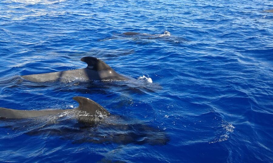 Costa Adeje: Whale & Dolphin Watching Cruise with Swim - Drinks onboard, and what to bring for comfort