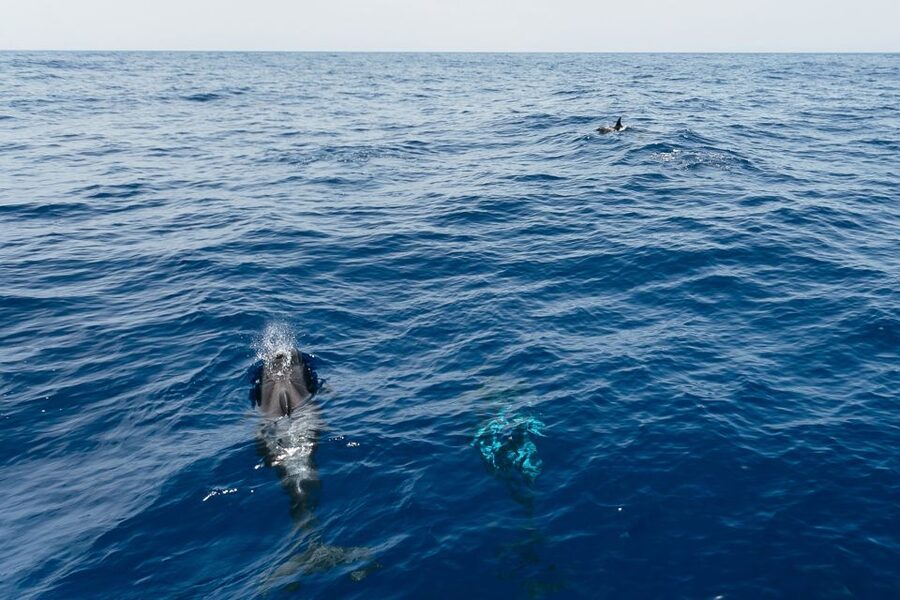 Costa Adeje: Whale Watching Catamaran Tour with Drinks - Sailing from Puerto Colón: the 2–3 hour catamaran rhythm