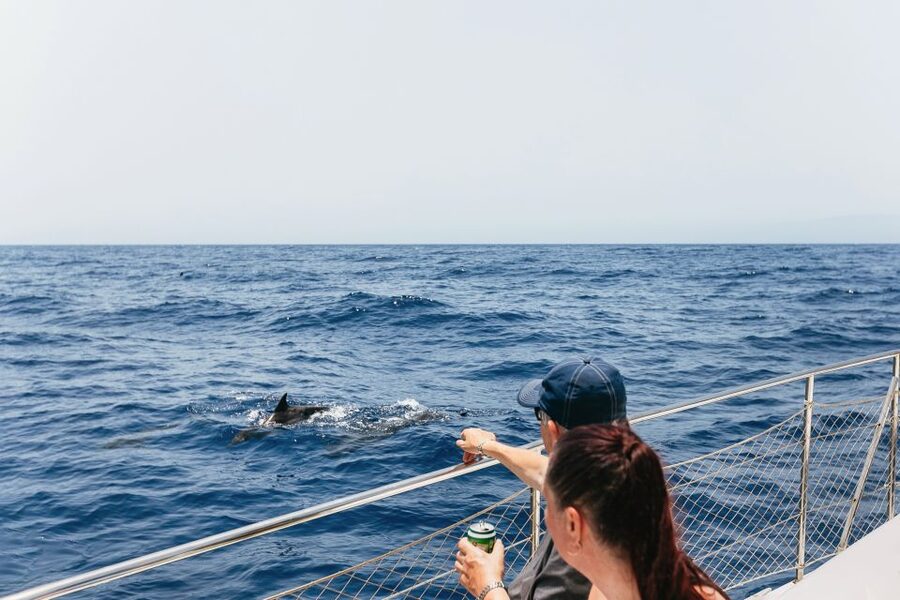 Costa Adeje: Whale Watching Catamaran Tour with Drinks - The whale search: how they maximize sightings and protect the whales