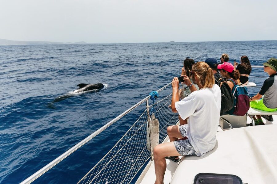 Costa Adeje: Whale Watching Catamaran Tour with Drinks - Fish farms, dolphins, and the squid fact you’ll remember forever