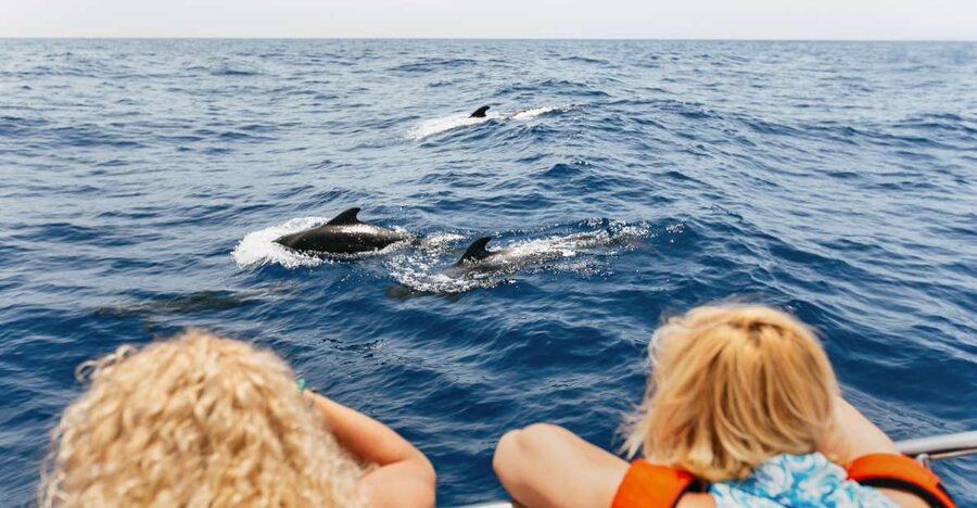 Costa Adeje: Whale Watching Catamaran Tour with Drinks - Free drinks onboard: real value at $41 for 2–3 hours