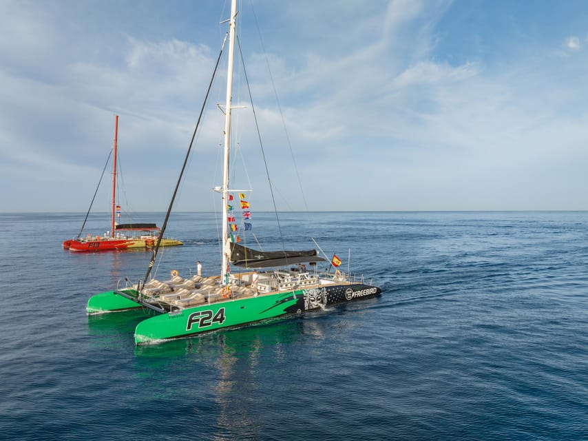 Costa Adeje: Whale Watching Cruise - Costa Adeje Whale Watching in 3 Hours: The Value of a Short Cruise