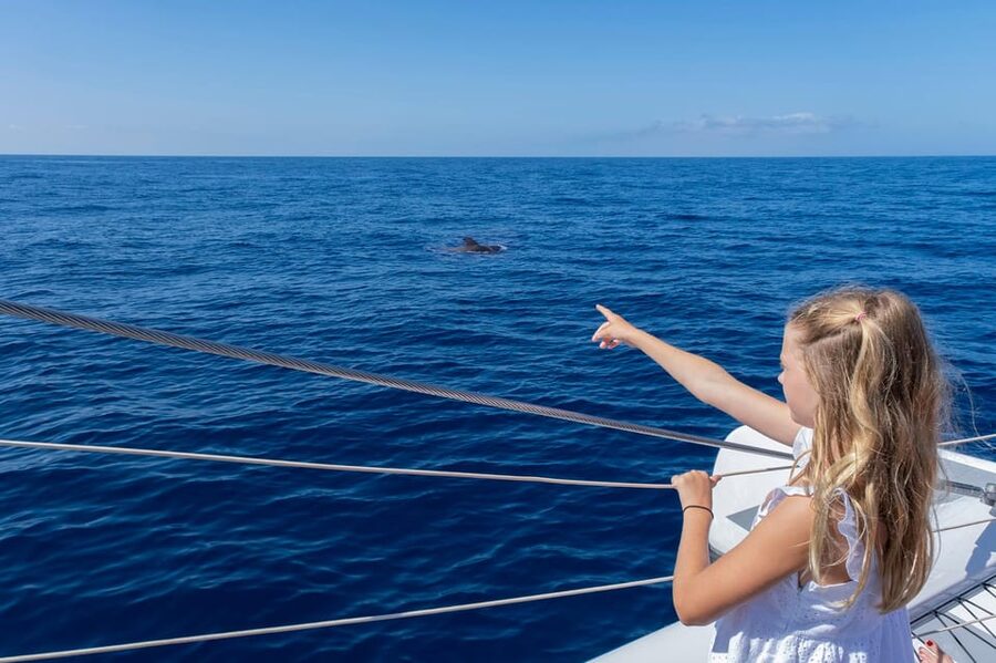 Costa Adeje: Whale Watching Cruise - The Swim Stop in a Calm Bay: The Part You’ll Remember
