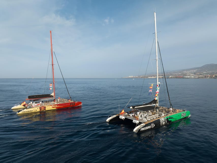 Costa Adeje: Whale Watching Cruise - Price and Value: What You Get for Around $55
