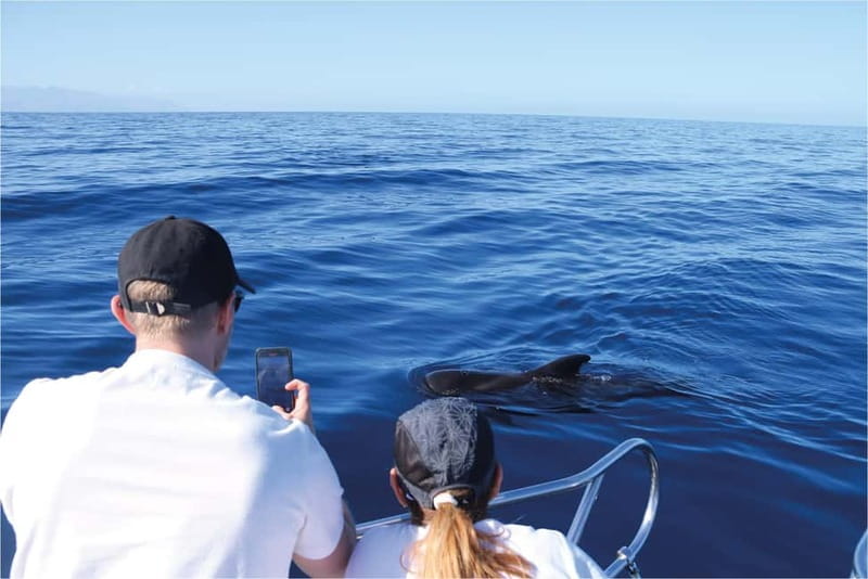 Costa Adeje: Whale Watching Eco Experience with Hydrophone. - The Best Time to Go: How to Match This Tour to Your Day