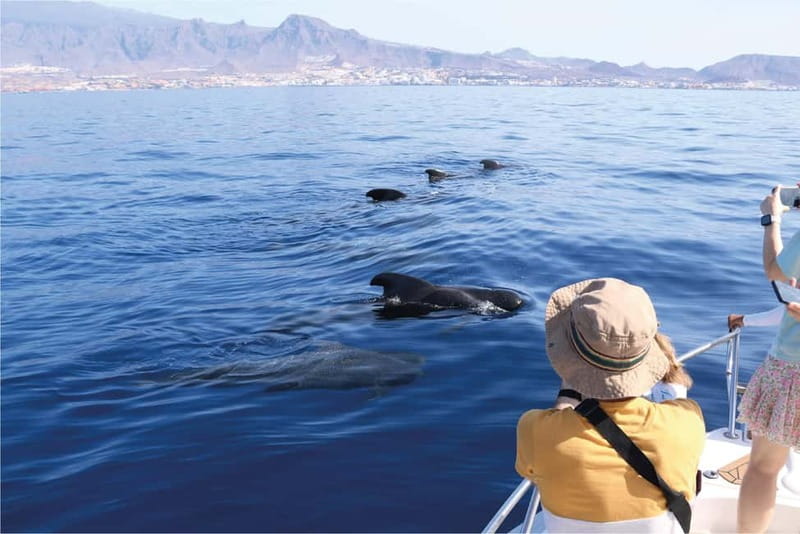 Costa Adeje: Whale Watching Eco Experience with Hydrophone. - What Costa Adeje Adds to a Whale Watching Trip