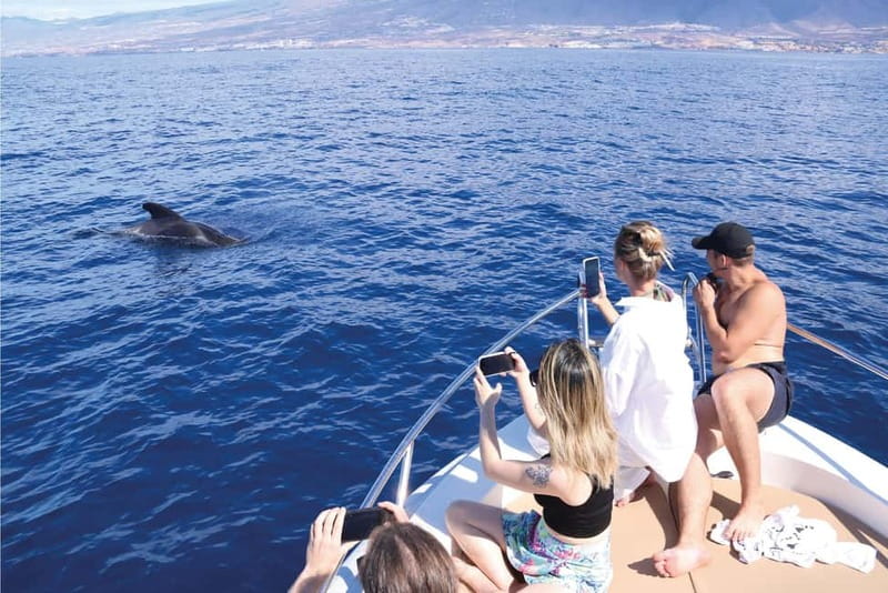 Costa Adeje: Whale Watching Eco Experience with Hydrophone. - The Rules of the Game: Safe Distance, No Interference, and Motors Off