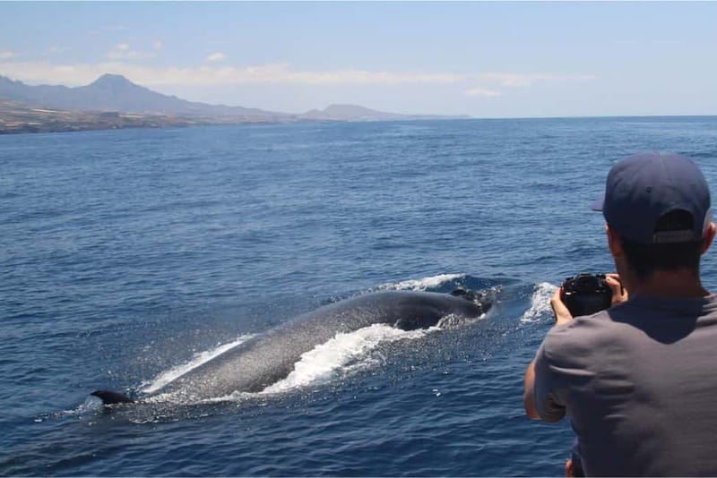 Costa Adeje: Whale Watching Eco Experience with Hydrophone. - What You’ll Actually See: Cetaceans, Turtles, and Seabirds