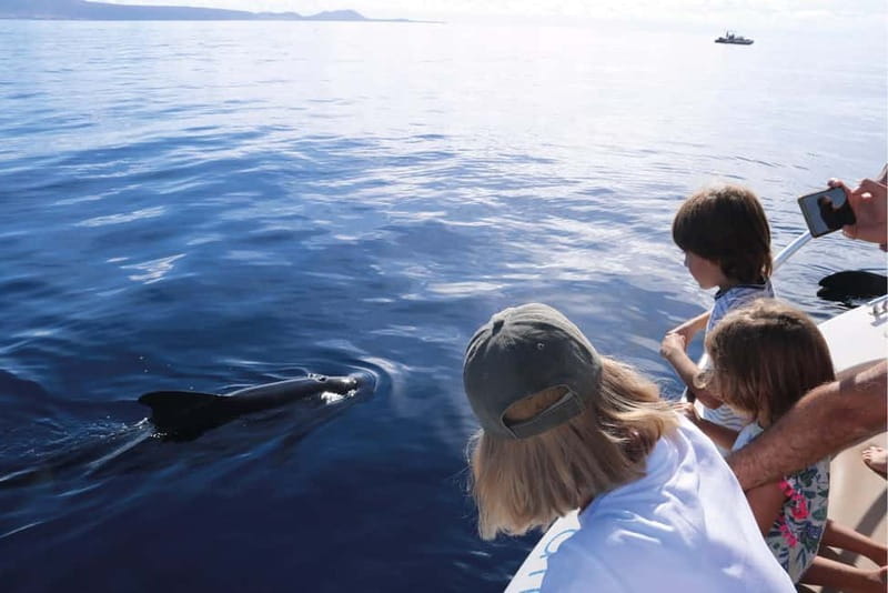 Costa Adeje: Whale Watching Eco Experience with Hydrophone. - Conservation in Action: Participation in Rescue and Scientific Projects