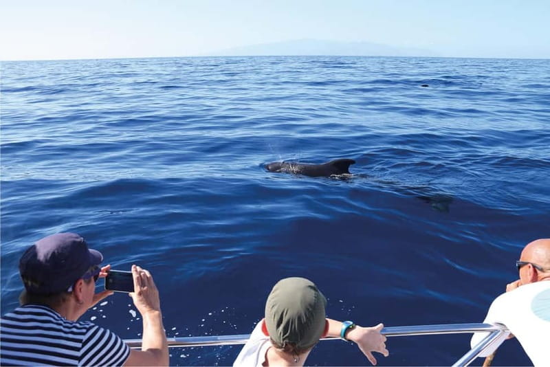 Costa Adeje: Whale Watching Eco Experience with Hydrophone. - Personal Attention on a Small Crew: Why Ten Passengers Changes Everything