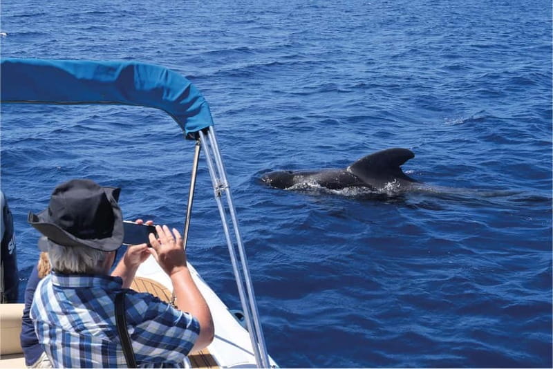 Costa Adeje: Whale Watching Eco Experience with Hydrophone. - The Boat: Papacho 2, Ten Passengers, and a Biologist on Board