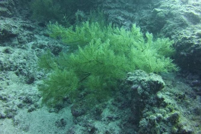 DEEP DIVING SPECIALITY - Discover a new world up to 40m depth ! - A 40m specialty in Tenerife: what you’re really buying