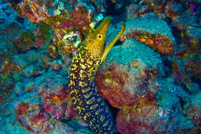 DEEP DIVING SPECIALITY - Discover a new world up to 40m depth ! - Small groups (max 2): why that changes everything at depth