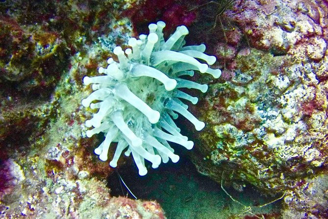 DEEP DIVING SPECIALITY - Discover a new world up to 40m depth ! - Price and value: how $439.13 can make sense